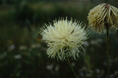 Rhaponticoides taliewii