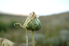 Rhaponticoides taliewii