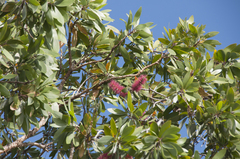 Callistemon