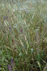 Dianthus lanceolatus