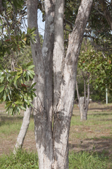 Callistemon