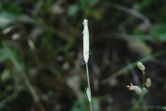 Dianthus lanceolatus