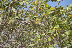 Welchiodendron longivalve