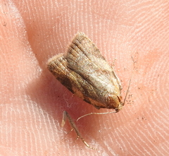 Sparganothis pilleriana