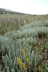 Dianthus lanceolatus