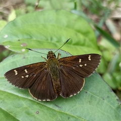 Sovia separata
