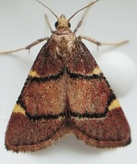 Hypsopygia thymetusalis