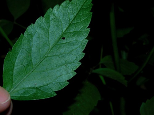 Image of Ligusticum canadense by (c) Michael J. Papay, some rights reserved (CC BY)