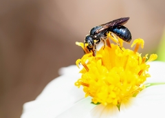 Ceratina floridana