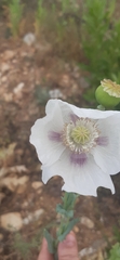 Papaver somniferum