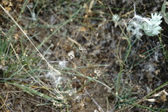Valerianella pumila
