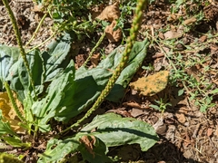 Plantago major