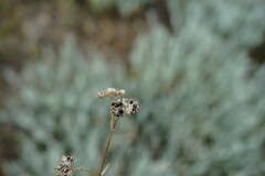 Valerianella pumila