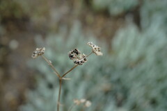 Valerianella pumila