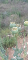 Papaver somniferum