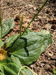 Plantago major