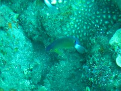 Pomacentrus bankanensis