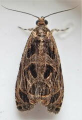 Olethreutes tilianum
