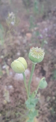 Papaver somniferum