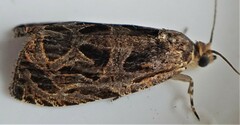Olethreutes tilianum