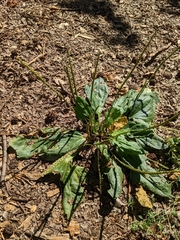 Plantago major