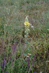 Verbascum ovalifolium