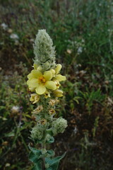 Verbascum ovalifolium