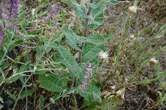 Verbascum ovalifolium