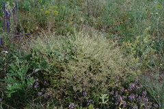 Nepeta parviflora