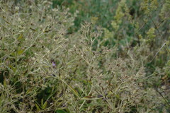 Nepeta parviflora