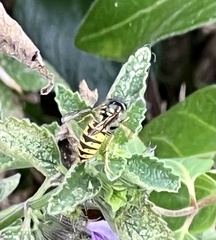 Vespula vulgaris
