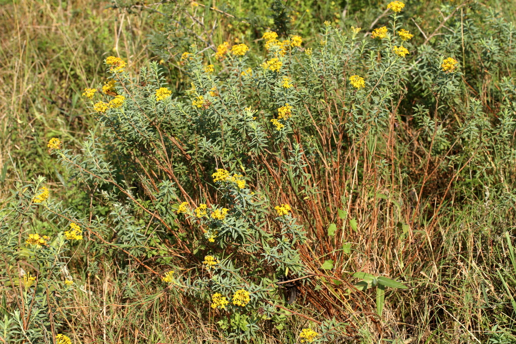 Sunshine Curryflower from Harold Johnson Nature Reserve, South Africa ...