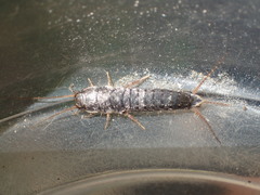 Allacrotelsa spinulata