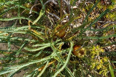 Banksia dallanneyi