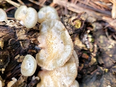 Scytinotus longinquus