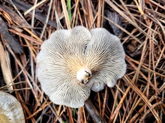 Scytinotus longinquus