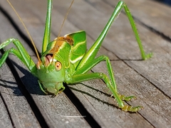Hubbellia marginifera