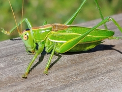 Hubbellia marginifera
