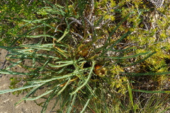 Banksia dallanneyi