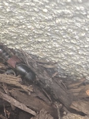 Platydracus mysticus