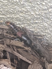Platydracus mysticus