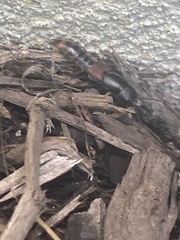 Platydracus mysticus