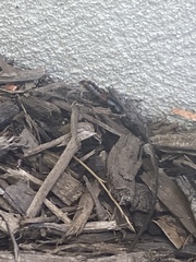 Platydracus mysticus