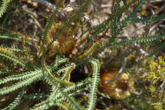 Banksia dallanneyi