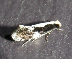 Monopis dorsistrigella