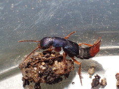 Dinothenarus saphyrinus