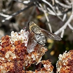 Chrysanthrax vanus