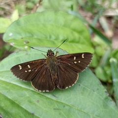 Sovia separata
