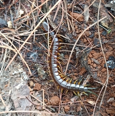 Scolopendra viridis