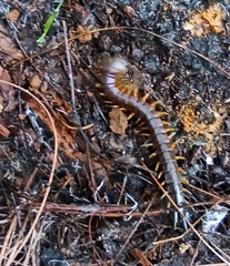 Scolopendra viridis